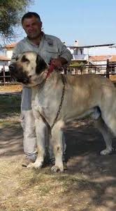 Turkish Kangal Dog Kangal Dog Dogs Huge Dogs