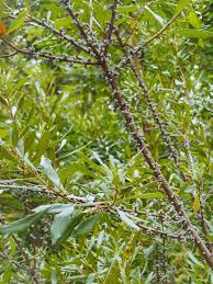 Image result for Myrica salicifolia