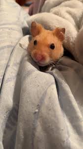 Press j to jump to the feed. Cremation Or Burial Hey Y All My Little Man Is Still Alive And Kicking But Reaching His Golden Years And I Was Just Wondering What People Have Done With Their Hams After They