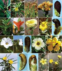 Image result for Turneraceae