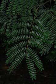 Image result for Albizia schimperiana
