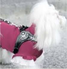 Trova i migliori prezzi e le offerte in corso. E Voi Mettete Il Cappottino Al Cane Ci Sono Due Scuole Di Pensiero Chi Addobba Gli Animali E Chi Cronache