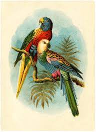 Check spelling or type a new query. 6 Parrot Images The Graphics Fairy