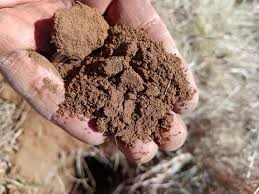 Image result for Aristida bipartita