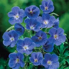 Image result for Geranium