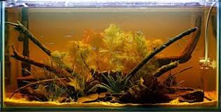 Good Betta Tank Native Like Natural Wild Habitat For Bettas It Is Filled With Natural Wood And Indian Almond Leaves A Fish Tank Plants Blackwater Betta Tank