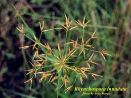 Image result for Rhynchospora rugosa