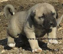 Kangal Yavrusu Kangal Kopegi Sahiplendirme