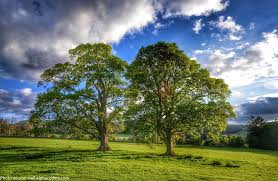 Image result for oak trees