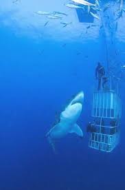 Sharks swim at a speed of less than 5 kph but few species such as mako sharks are able to cruise at a speed of 48 kph. Pin By Carrie On Everything Shark Cage White Sharks Great White Shark