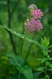 Image result for Asclepias ameliae
