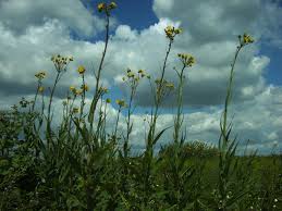 Image result for Anisopappus kirkii