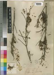 Image result for Oldfieldia