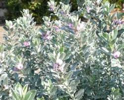 Image result for Podalyria