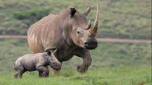 Java nashorn with examples and topics on functional interface, anonymous class, lambda for list, lambda for comparable, default methods, method reference, java date and time, java nashorn, java optional, stream, filter etc. Radioaktive Abschreckung Im Kampf Gegen Nashorn Wilderer Tierwelt