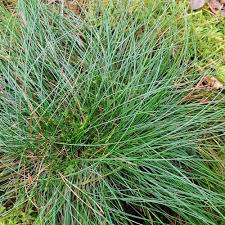 Image result for Avenella