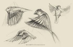Sketch Bird In Flight Drawing Sparrow Drawing Tattoo Google Search Fly Drawing Bird Illustration Flying Bird Drawing