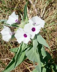 Image result for Astripomoea hyoscyamoides