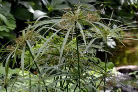 Image result for Cyperus dichrostachyus