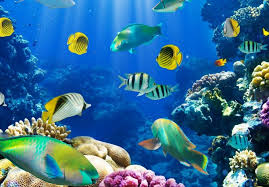 Charade Du Poisson Poisson Exotique