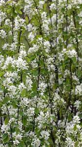 We did not find results for: Amelanchier Alnifolia Obelisk White Flowering Ornamental Tree For Sale At Our Uk Garden Nursery Buy Shade Loving Plants Shade Loving Shrubs Flowering Hedges