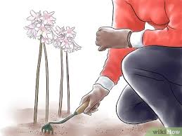 It is believed that rabbits detest the scent of both alyssum and marigolds can keep rabbits away from your plants. 3 Ways To Get Rid Of Rabbits Wikihow