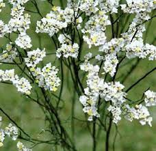 Explore the range of colors including filler flowers can also help you stay on a budget, allowing you to allocate funds for more white baby's breath flowers are a familiar choice for adding mass to floral arrangements, but the. Bulk Wholesale White Limonium Filler Flower At Discount Price Fresh Wedding Flowers Small White Flowers White Flowers