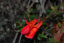 Image result for Vandellia subracemosa