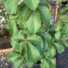 Image result for Cyphostemma lanigerum