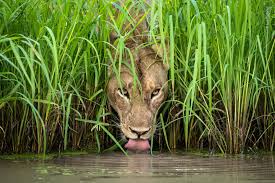 Search by image and photo. Wildlife Photographer Of The Year 2018 14 Stunning Animal Images