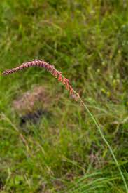 Image result for Sphenostylis marginata