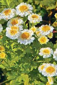 Feverfew Ardy Perennial Dainty Plant With Lacy Leaves And Daisy Flowers Fast Growing And Often Used In Herb And Flo Bountiful Garden Feverfew Planting Herbs