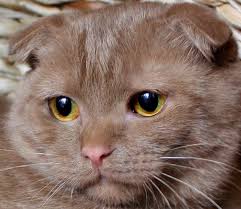 Pin On Mes Chats