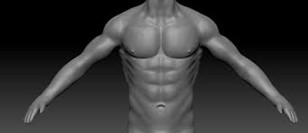 Learn about the organs and body parts. Male Torso Anatomy Polycount