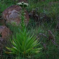 Image result for Crassula alsinoides