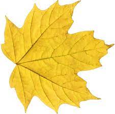 Yellow Maple Leaf Yellow Leaves Fall Leaves Png Autumn Leaves