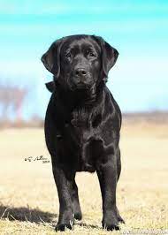Paloma Labradors English Labrador Labrador Retriever Lab Dogs