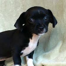 Puppies are up to date o. Merry Is A Teeny Weeny Tiny Winy Chihuahua Puppy Who Loves Snuggling And Loves Meeting New Friends She S Up For Adoption Animals Dog Adoption Homeless Pets