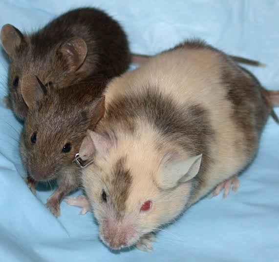 Mga resulta ng larawan para sa Chimeric Mouse With Pups"