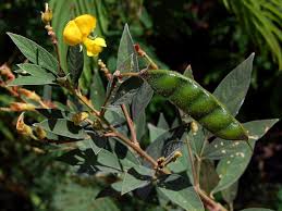 Image result for Cajanus