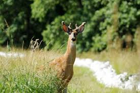 Before the moldboard plow made a giant salad deer also eat leaves on vines clinging to trees and shrubs above the snow. Tips To Keep Deer And Other Wildlife From Munching Your Plants Csmonitor Com