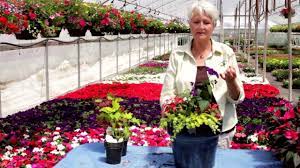 Fred meyer weekly ad helps their customer save big money which shopper can browse to learn more about the items that are on sale or new offerings. Fred Meyer Planting Your Shade Planter Youtube