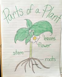 Parts Of A Plant Free Printable Simply Kinder
