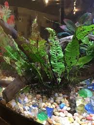 Underwatering, inconsistent watering, direct sunlight, overfertilization, lack of humidity. Dying Java Fern How To Save It My Aquarium Club