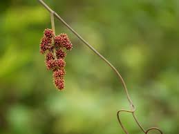 Image result for Ampelocissus
