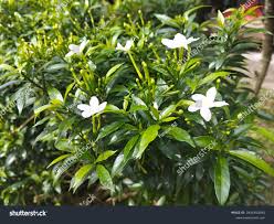 Image result for Tabernaemontana odoratissima