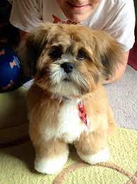Maybe you would like to learn more about one of these? Animal Facts Lhasa Apso Puppies Dog Vs Dog Shih Tzu Dog