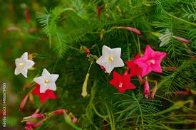 Image result for Ipomoea quamoclit