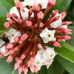 Image result for Acokanthera schimperi