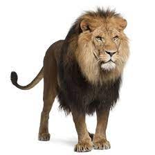 Lion Panthera Leo 8 Years Old Standing In Front Of White Background Photographic Print Life On White Allposters Com In 2021 Lion Images Panthera Leo Lion Wallpaper